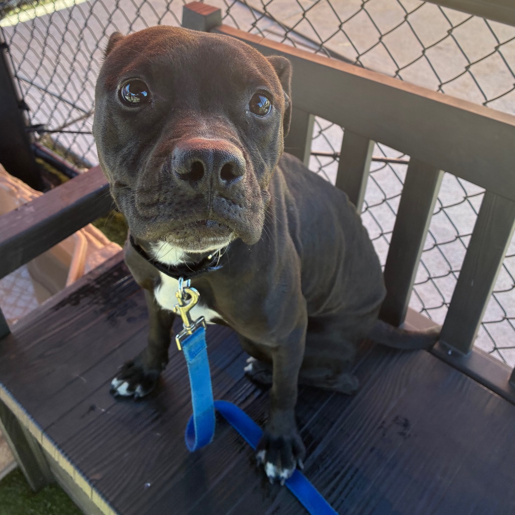Shelter Stray Female Dog last seen , Animal Care & Control Team of Philly, 111 W Hunting Park Ave, Philadelphia, PA 19140, USA