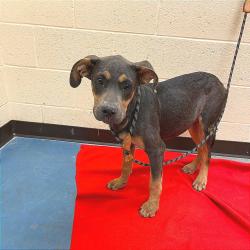 Shelter Stray Male Dog last seen , 2350 Appling City Cove, Memphis, TN 38133, USA