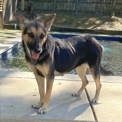 Shelter Stray Female Dog last seen , 2350 Appling City Cove, Memphis, TN 38133, USA