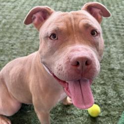 Shelter Stray Female Dog last seen , 361 S Raymond Ave, Pasadena, CA 91105, USA