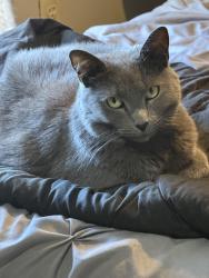 Lost Female Cat last seen 10th Ave and Calypso, Bethlehem, PA 18018