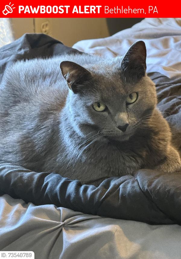 Lost Female Cat last seen 10th Ave and Calypso, Bethlehem, PA 18018
