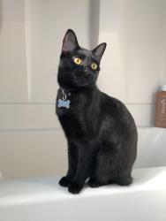 Lost Female Cat last seen Cohasset and Oso, Los Angeles, CA 91306