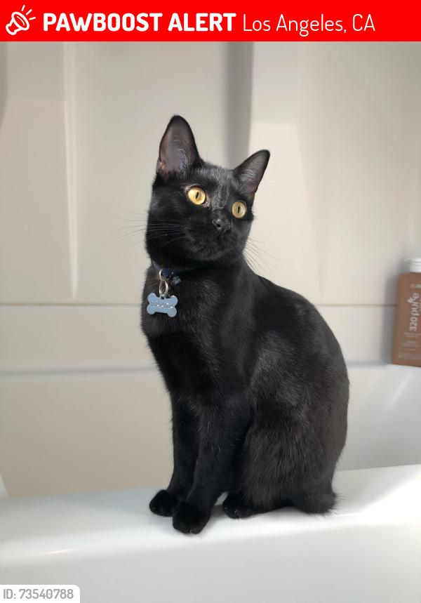Lost Female Cat last seen Cohasset and Oso, Los Angeles, CA 91306