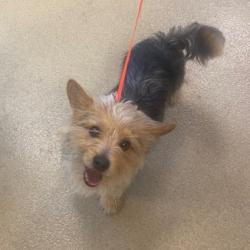 Shelter Stray Male Dog last seen , 3200 N Military Trl, West Palm Beach, FL 33409, USA