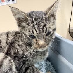 Shelter Stray Female Cat last seen , 2608 Center St, Tacoma, WA 98409, USA