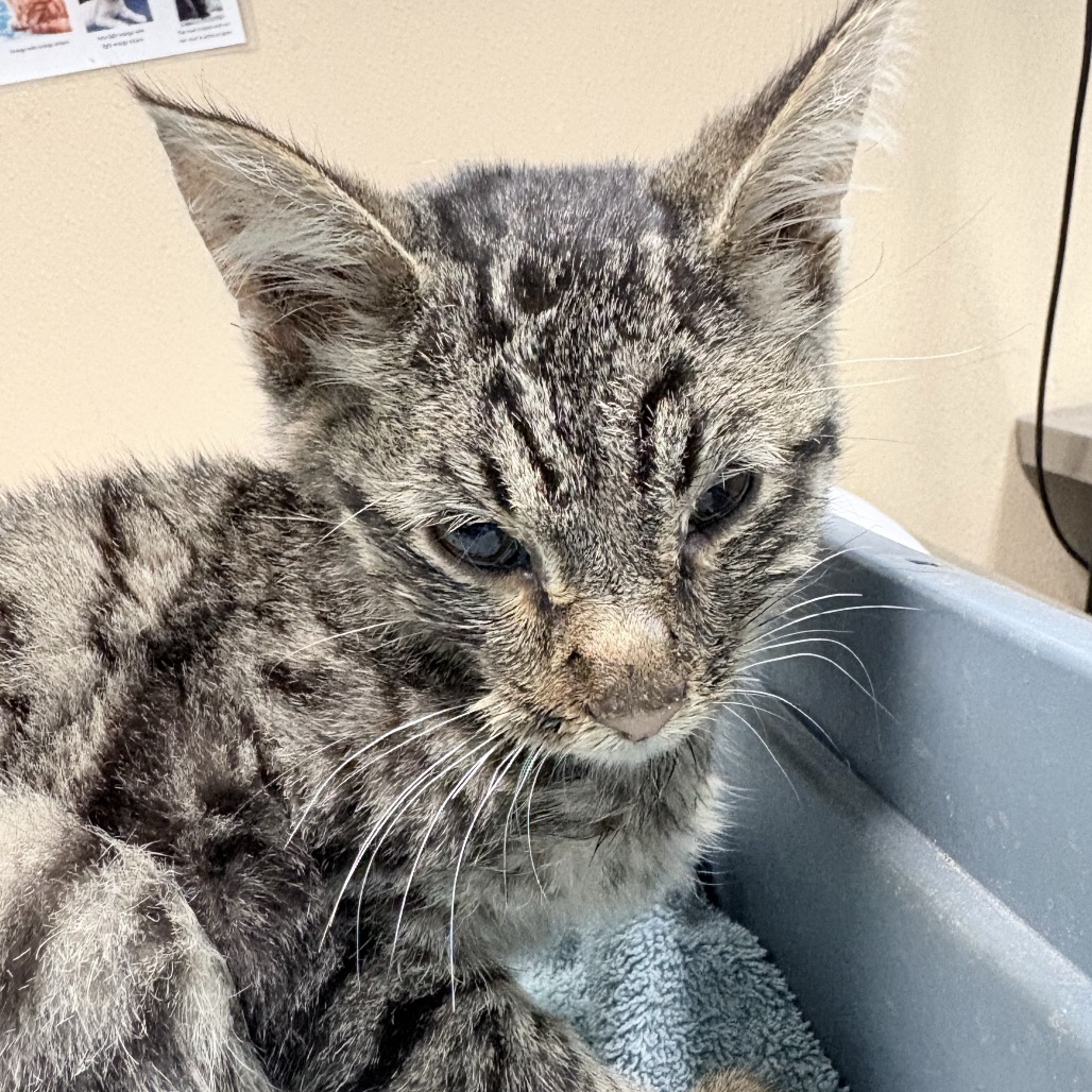 Shelter Stray Female Cat last seen , 2608 Center St, Tacoma, WA 98409, USA
