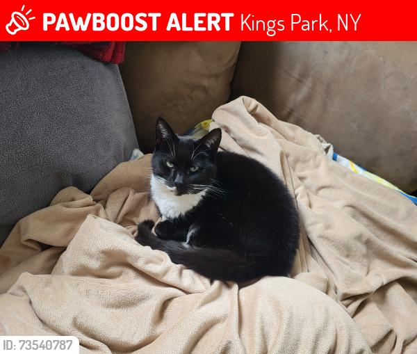 Lost Female Cat last seen Okst St, Kings Park, NY 11754
