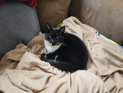 Lost Female Cat last seen Okst St, Kings Park, NY 11754