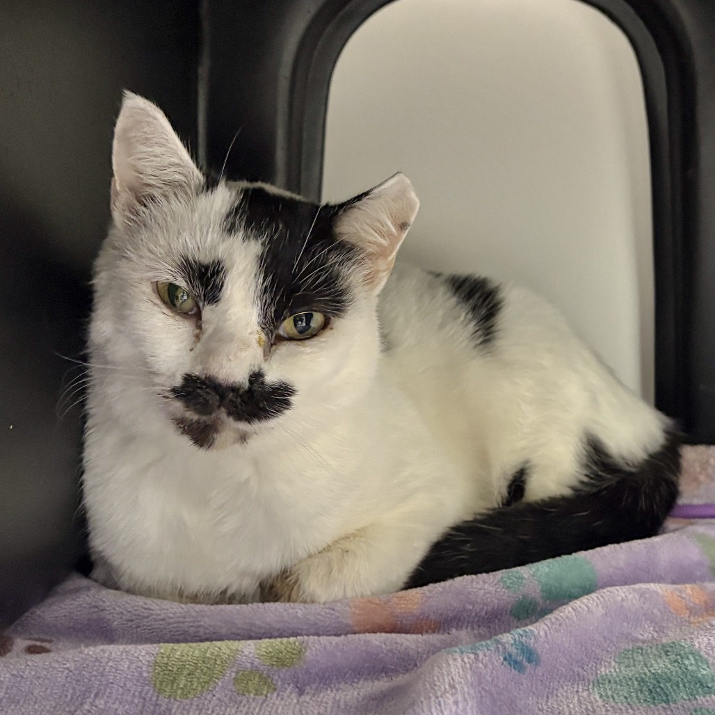 Shelter Stray Female Cat last seen , 244 Georgetown Rd, Jacksonville, NC 28540, USA
