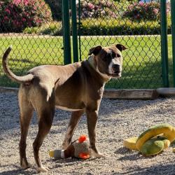 Shelter Stray Male Dog last seen , 328 Furman Hall Rd, Greenville, SC 29609, USA