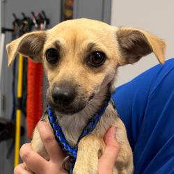 Shelter Stray Female Dog last seen , 328 Furman Hall Rd, Greenville, SC 29609, USA