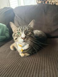 Reunited Male Cat last seen apmts near qt, Saint Charles, MO 63304