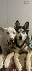 Lost Male Dog last seen 6th Ave and Helena st Aurora co, Aurora, CO 80011