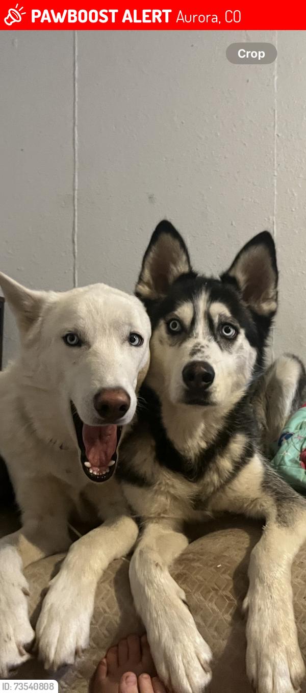 Lost Male Dog last seen 6th Ave and Helena st Aurora co, Aurora, CO 80011