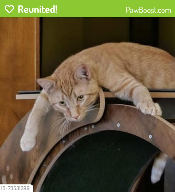 Reunited Male Cat last seen Worth Drive between E 11th Street and Stevens Drive, Cheyenne, WY 82001