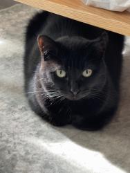 Lost Female Cat last seen Woods between Key Lakes Dr NE and Marq at Brookhaven's Building 700, Atlanta, GA 30329
