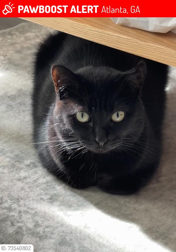 Lost Female Cat last seen Woods between Key Lakes Dr NE and Marq at Brookhaven's Building 700, Atlanta, GA 30329