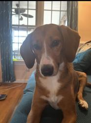 Reunited Female Dog last seen Long Tom Lane and Boones Trail, Chesterfield County, VA 23832