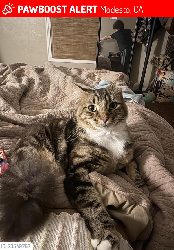 Lost Male Cat last seen Near North Olive Ave,Virginia Trail, Stoddard, Terminal, Modesto, CA 95350