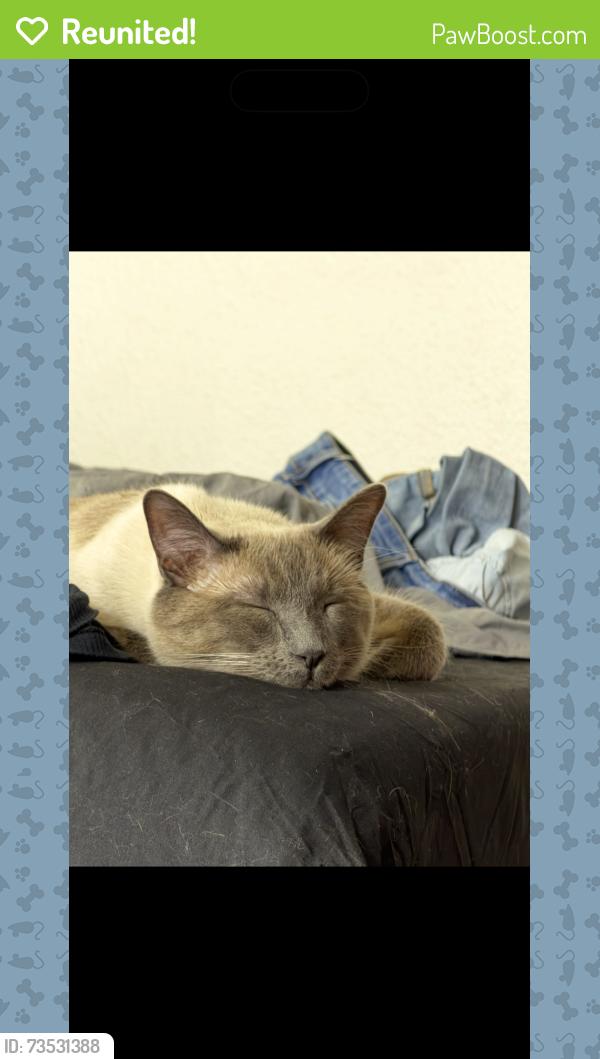 Reunited Male Cat last seen 49th And Zuni and 50th and Zuni, Denver, CO 80221