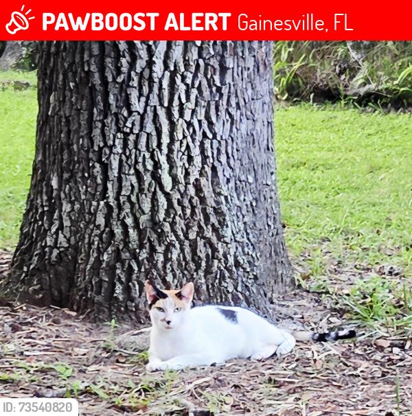 Lost Female Cat last seen NW 86th BLVD, Turkey Creek Forest, Gainesville, FL 32653