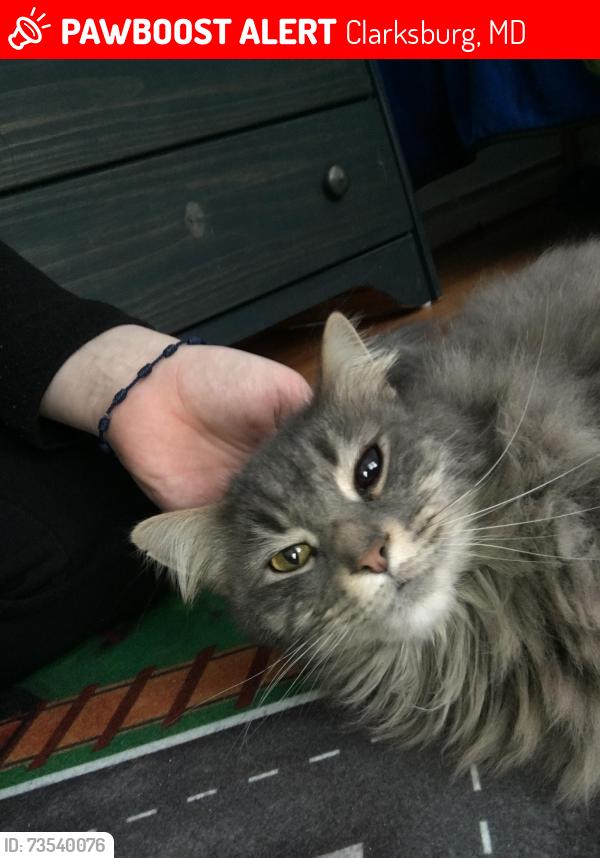 Lost Male Cat last seen Lewisdale, Rudale dr Clarksburg MD, Clarksburg, MD 20871