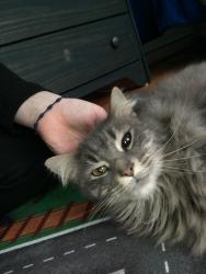 Lost Male Cat last seen Lewisdale, Rudale dr Clarksburg MD, Clarksburg, MD 20871