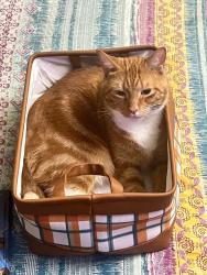 Reunited Male Cat last seen Cedars Lake RV park, Homosassa, FL 34448
