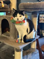 Lost Male Cat last seen 26th Ave SE & 173rd Pl SE, Bothell, WA 98012