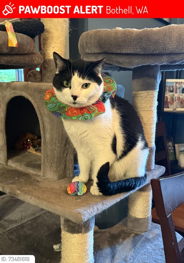Lost Male Cat last seen 26th Ave SE & 173rd Pl SE, Bothell, WA 98012