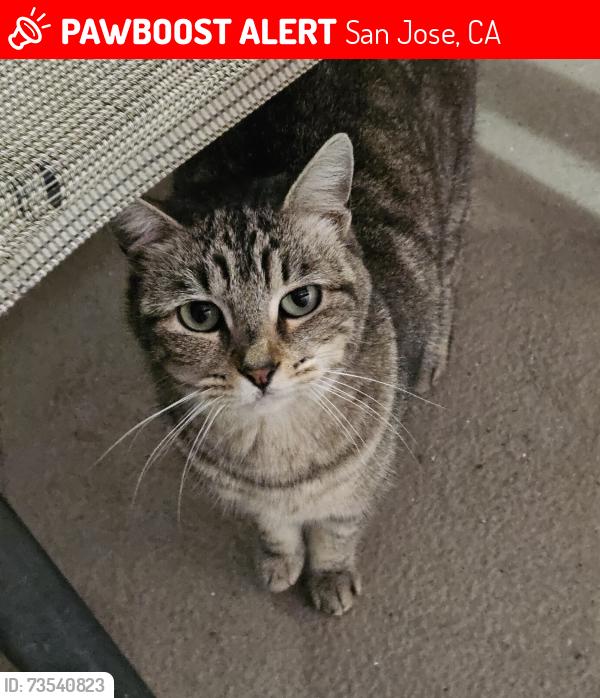 Lost Female Cat last seen Summerset Mobile ests, San Jose, CA 95002