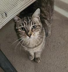 Lost Female Cat last seen Summerset Mobile ests, San Jose, CA 95002