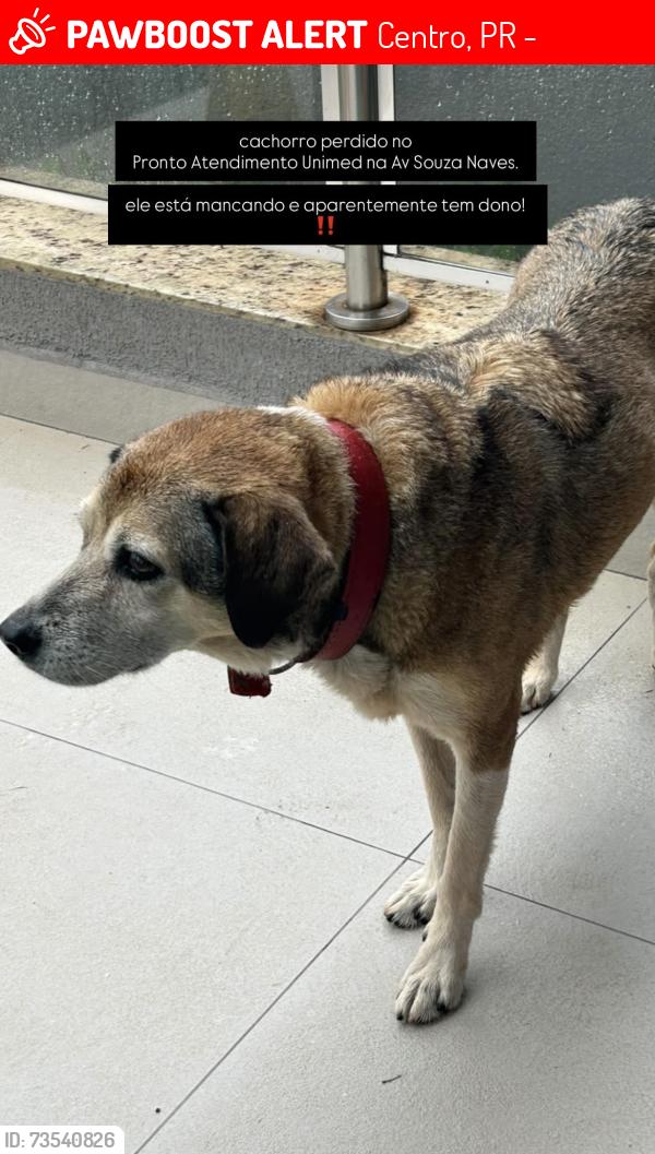 Lost Male Dog last seen Pronto Atendimento Unimed Londrina, Centro, PR 86010-160