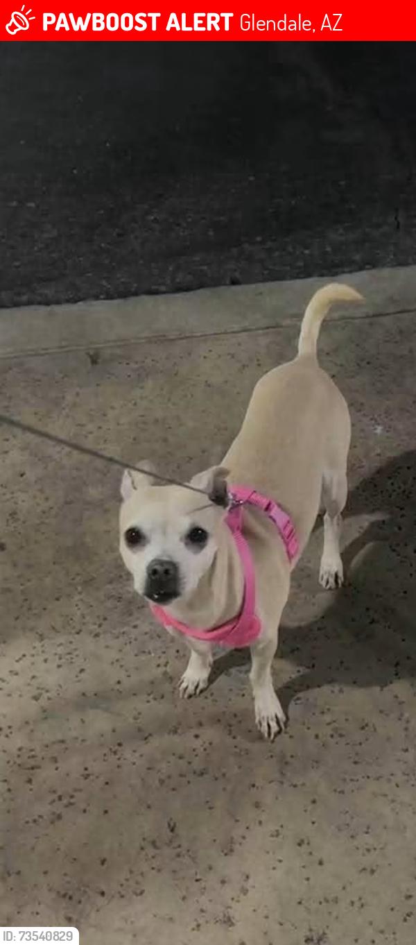 Lost Male Dog last seen Near w rancho dr, Glendale, AZ 85301
