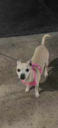 Lost Male Dog last seen Near w rancho dr, Glendale, AZ 85301