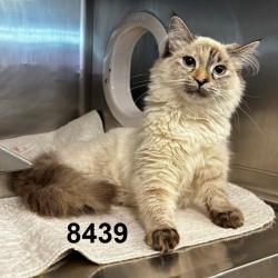 Shelter Stray Female Cat last seen Near Shoreview Rd, Minneapolis, MN 55422, USA, 11350 89th Ave N, Maple Grove, MN 55369, USA