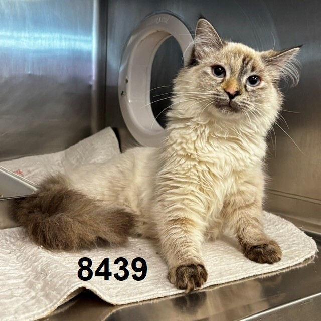 Shelter Stray Female Cat last seen Near Shoreview Rd, Minneapolis, MN 55422, USA, 11350 89th Ave N, Maple Grove, MN 55369, USA