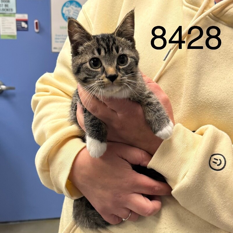 Shelter Stray Female Cat last seen 94th Ave N & Russell Ave N, Brooklyn Park, MN 55444, USA, 11350 89th Ave N, Maple Grove, MN 55369, USA