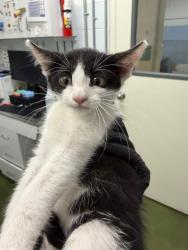 Shelter Stray Female Cat last seen Near E 700 S, Clearfield, UT 84015, USA, 1422 E 600 N, Fruit Heights, UT 84037, USA