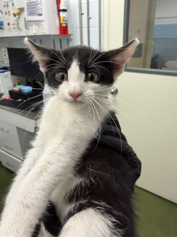 Shelter Stray Female Cat last seen Near E 700 S, Clearfield, UT 84015, USA, 1422 E 600 N, Fruit Heights, UT 84037, USA