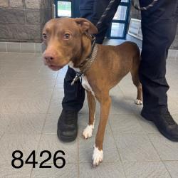 Shelter Stray Male Dog last seen Vincent Ave N, Brooklyn Center, MN 55430, USA, 11350 89th Ave N, Maple Grove, MN 55369, USA