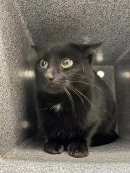 Shelter Stray Female Cat last seen Near Heather Dr, Layton, UT 84040, USA, 1422 E 600 N, Fruit Heights, UT 84037, USA