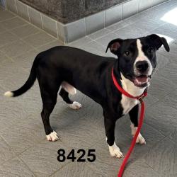 Shelter Stray Male Dog last seen Near Vincent Ave N, Minneapolis, MN 55430, USA, 11350 89th Ave N, Maple Grove, MN 55369, USA