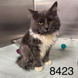 Shelter Stray Male Cat last seen Near Brooklyn Blvd, Minneapolis, MN 55443, USA, 11350 89th Ave N, Maple Grove, MN 55369, USA
