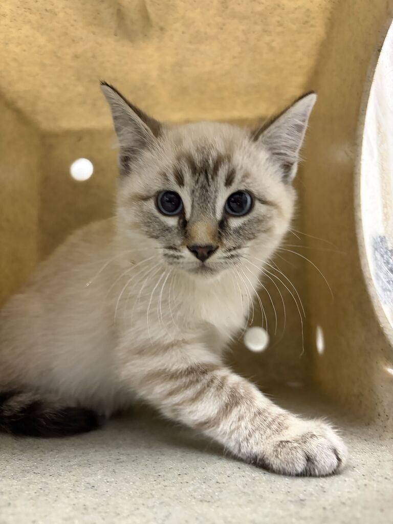 Shelter Stray Female Cat last seen Near W 1800 N, Clinton, UT 84015, USA, 1422 E 600 N, Fruit Heights, UT 84037, USA