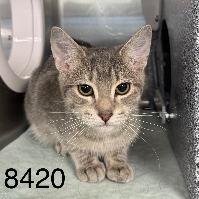 Shelter Stray Female Cat last seen Near Quebec Ave N, New Hope, MN 55428, USA, 11350 89th Ave N, Maple Grove, MN 55369, USA
