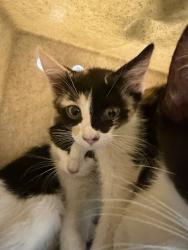 Shelter Stray Female Cat last seen Near E 700 S, Clearfield, UT 84015, USA, 1422 E 600 N, Fruit Heights, UT 84037, USA