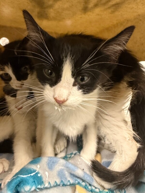 Shelter Stray Male Cat last seen Near E 700 S, Clearfield, UT 84015, USA, 1422 E 600 N, Fruit Heights, UT 84037, USA