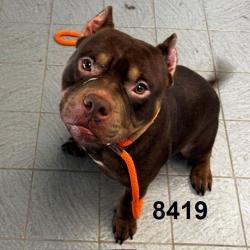 Shelter Stray Male Dog last seen Near W Broadway, Minneapolis, MN 55428, USA, 11350 89th Ave N, Maple Grove, MN 55369, USA